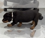 Small #4 Rottweiler