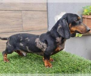Father of the Dachshund puppies born on 05/21/2022