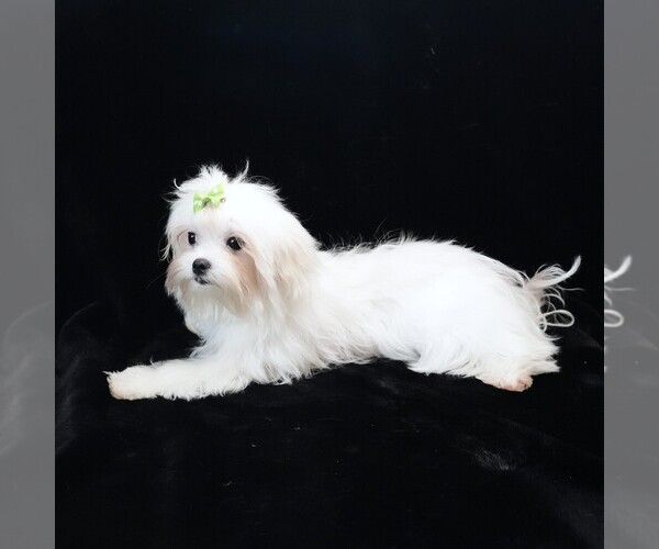 Medium Photo #6 Maltese Puppy For Sale in ROCK VALLEY, IA, USA