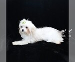 Small #5 Maltese