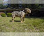 Small Photo #11 Olde English Bulldogge Puppy For Sale in MEMPHIS, TN, USA