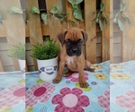 Small #3 Boxer