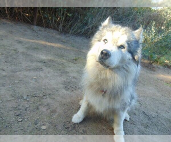 Medium Photo #2 Samoyed-Siberian Husky Mix Puppy For Sale in Pacific grove , CA, USA