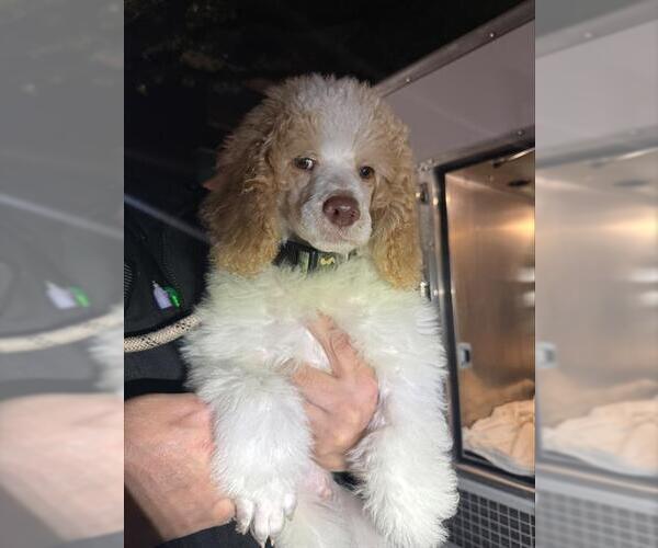 Medium Photo #1 Poodle (Miniature)-Unknown Mix Puppy For Sale in San Antonio, TX, USA