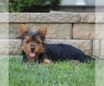 Small #3 Yorkshire Terrier
