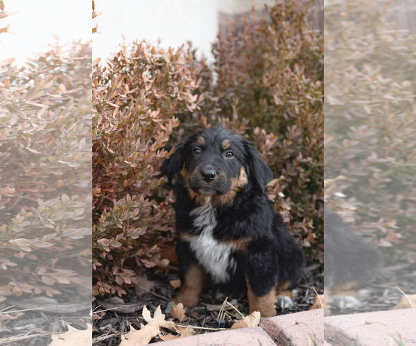 Medium Photo #6 Collie-Unknown Mix Puppy For Sale in Sandy, UT, USA