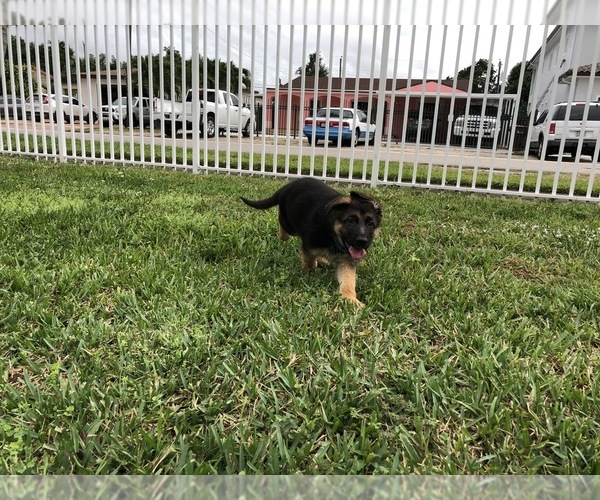 Medium Photo #2 German Shepherd Dog Puppy For Sale in HIALEAH, FL, USA