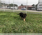Small Photo #2 German Shepherd Dog Puppy For Sale in HIALEAH, FL, USA