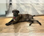 Small #4 Feist Terrier Mix