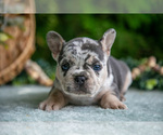 Small #2 French Bulldog