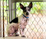 Small #5 Chihuahua Mix