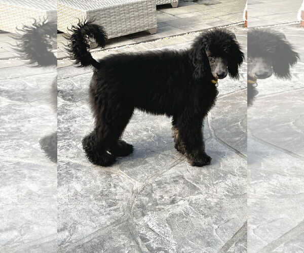 Medium Photo #2 Poodle (Standard) Puppy For Sale in Pacolet, SC, USA