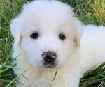 Small Photo #7 Great Pyrenees Puppy For Sale in AMELIA, VA, USA