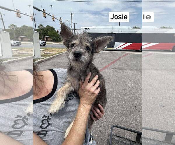 Medium Photo #2 Mutt Puppy For Sale in Morganville, NJ, USA