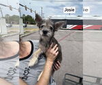 Small #1 Mutt
