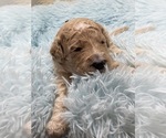 Puppy Mr Brown Goldendoodle