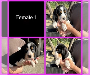 Treeing Walker Coonhound Puppy for sale in RESCUE, CA, USA