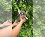 Small #8 French Bulldog