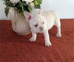 Small Photo #4 French Bulldog Puppy For Sale in GOSHEN, IN, USA