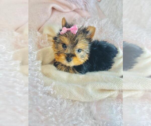 Medium Photo #15 Biewer Terrier Puppy For Sale in PEMBROKE PINES, FL, USA