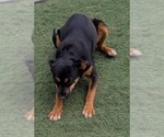Small #4 Mutt