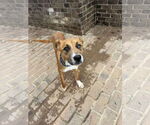 Small #3 Retriever  Mix