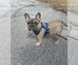 French Bulldog Puppy for Sale in LAWRENCEVILLE, Georgia USA