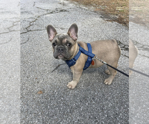 French Bulldog Puppy for sale in LAWRENCEVILLE, GA, USA