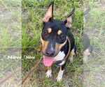 Small Photo #1 Catahoula Leopard Dog-Mountain Cur Mix Puppy For Sale in Ridgefield, CT, USA