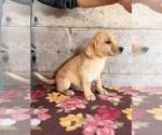 Small #7 Labrador Retriever