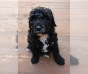 Poodle (Miniature) Puppy for sale in ASHBY, MN, USA