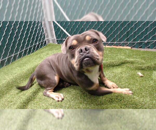 Medium Photo #1 American Bulldog Puppy For Sale in Downey, CA, USA
