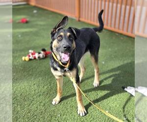 German Shepherd Dog-Unknown Mix Dogs for adoption in Las Vegas, NV, USA