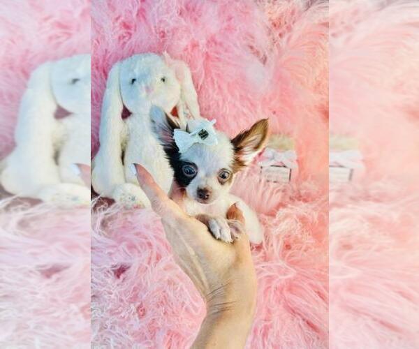 Medium Photo #28 Chihuahua Puppy For Sale in TAMPA, FL, USA