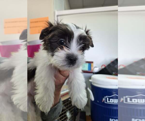 Medium Photo #2 Mutt Puppy For Sale in Candler, NC, USA