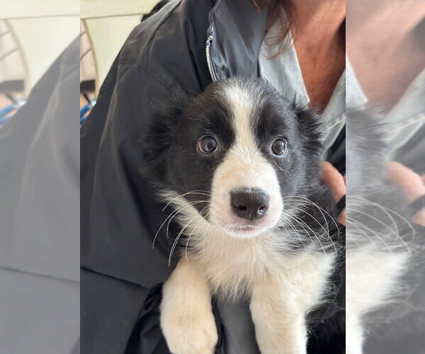 Medium Photo #3 Border Collie Puppy For Sale in Tenafly, NJ, USA