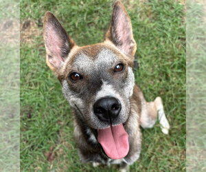 Mutt Dogs for adoption in Mount Pleasant, SC, USA