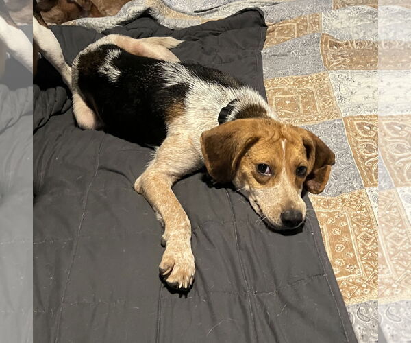 Medium Photo #4 Beagle-Unknown Mix Puppy For Sale in Tampa, FL, USA