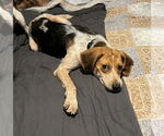 Small #3 Beagle Mix
