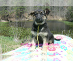 Small #5 German Shepherd Dog