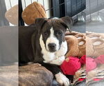 Small #4 Labrador Retriever Mix