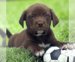 Small #2 Labrador Retriever Mix