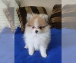 Small Photo #10 Pomeranian Puppy For Sale in MENIFEE, CA, USA