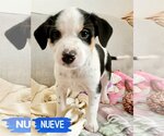 Small Photo #4 Border Collie-Unknown Mix Puppy For Sale in Fenton, MO, USA