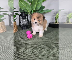 Mal-Shi Puppy for sale in INDIANAPOLIS, IN, USA