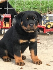 Rottweiler Puppy for sale in CHAPPELL HILL, TX, USA