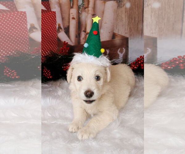 Medium Photo #4 Great Pyrenees-Unknown Mix Puppy For Sale in McKinney, TX, USA