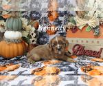 Small Photo #4 Cavalier King Charles Spaniel Puppy For Sale in CHANUTE, KS, USA