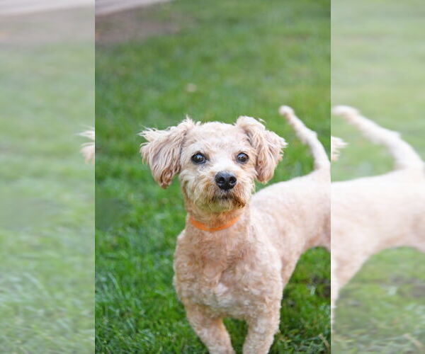Medium Photo #6 Dachshund-Unknown Mix Puppy For Sale in Sandy, UT, USA