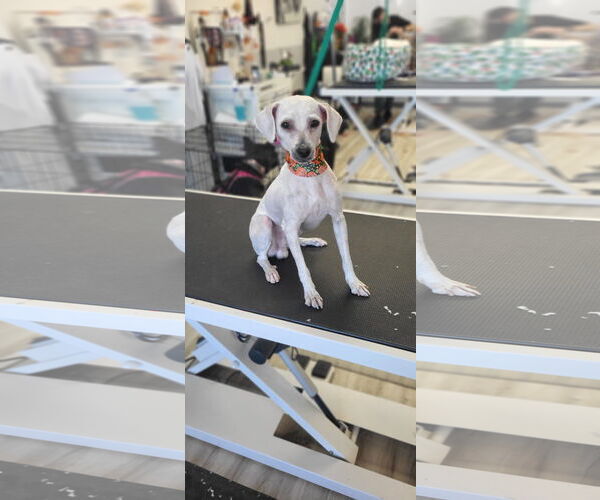 Medium Photo #9 Mutt Puppy For Sale in Sandy, UT, USA